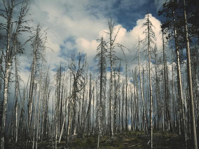 Estate Riviera view 3